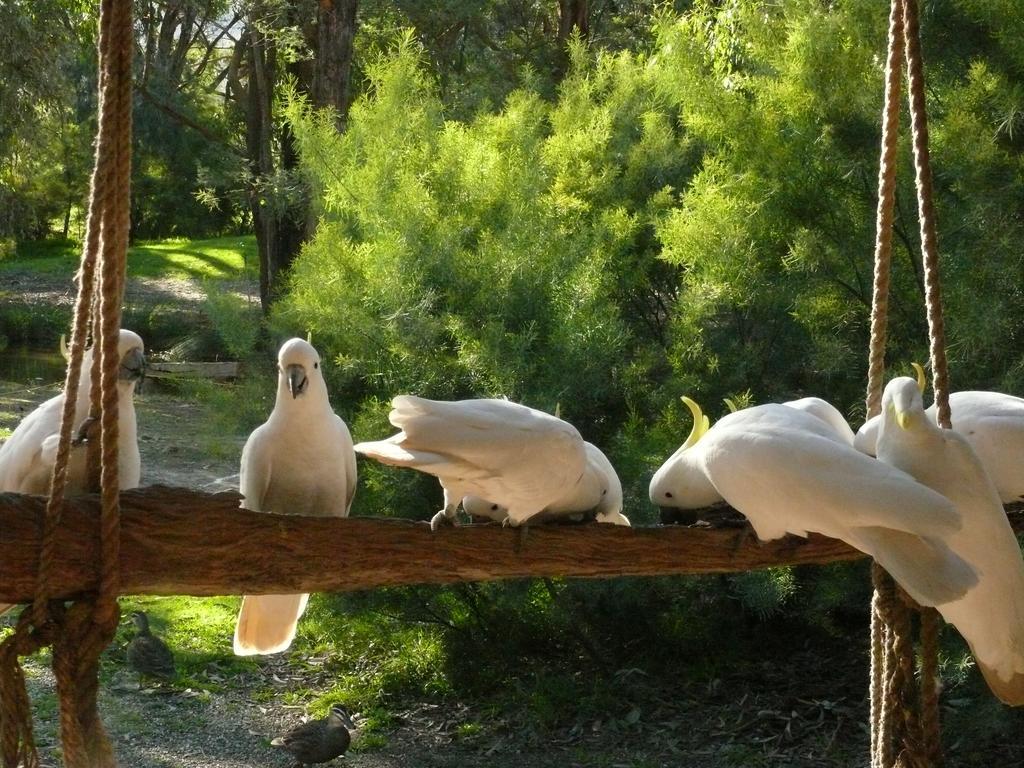 The Burrow At Wombat Bend Dixons Creek Quarto foto